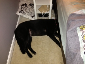 Zozo prefers to sleep with his head under the bed.